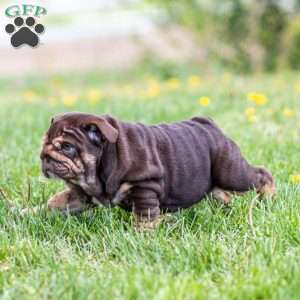 Chanel Cocoa, English Bulldog Puppy